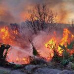 Fracasa política forestal para evitar cambio de uso de suelo en Michoacán